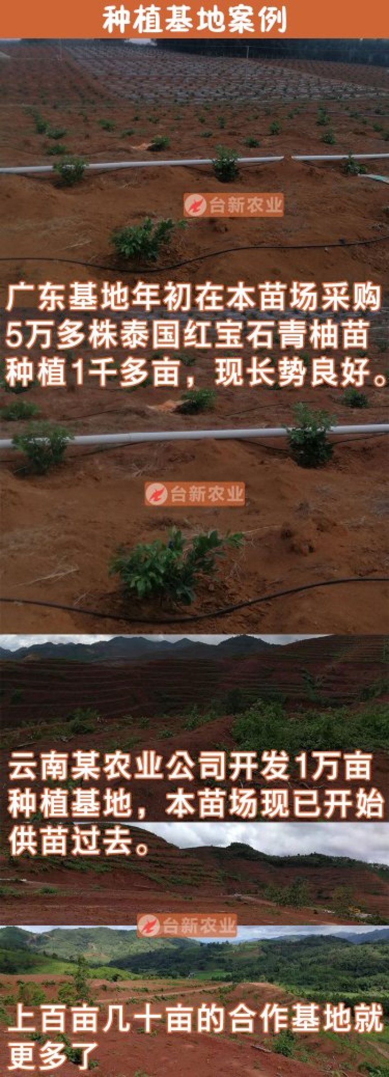 正宗泰国红宝石柚子苗真苗泰国红宝石青柚苗带泥球发货