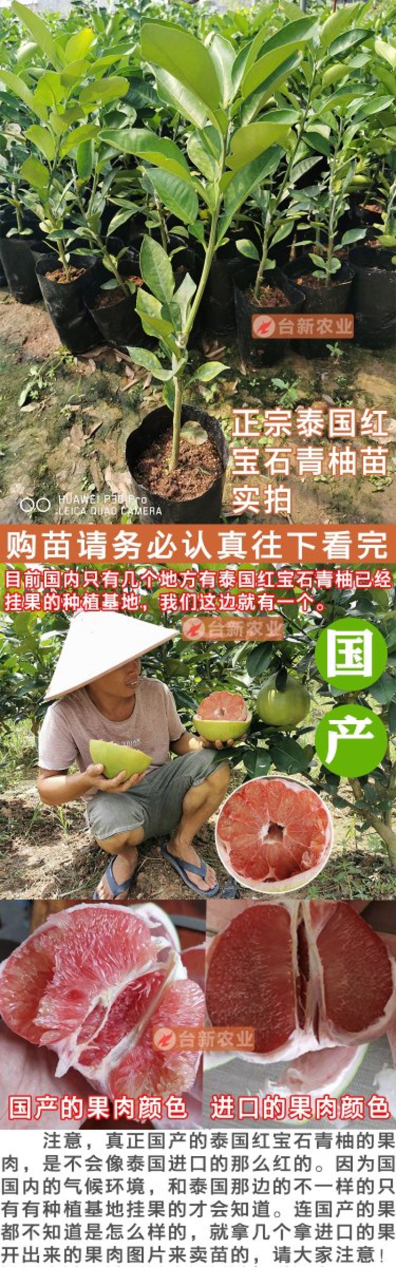 正宗泰国红宝石柚子苗真苗泰国红宝石青柚苗带泥球发货