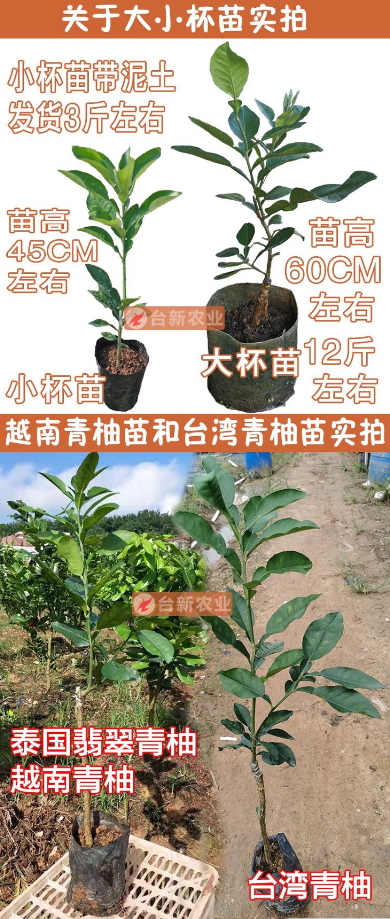 正宗泰国红宝石柚子苗真苗泰国红宝石青柚苗带泥球发货