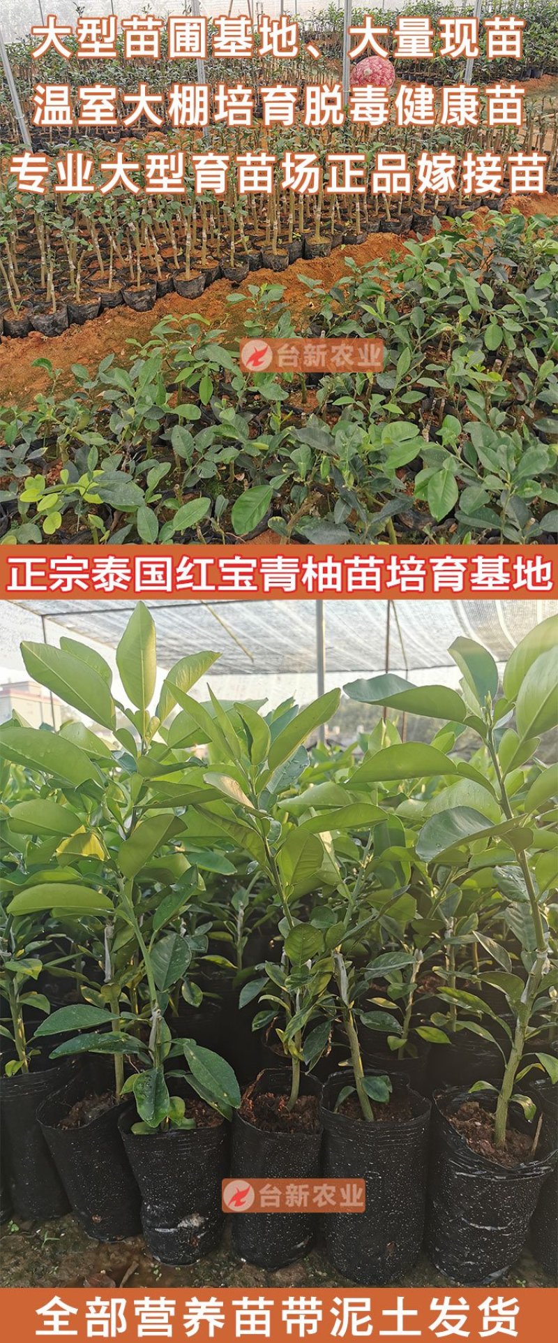 正宗泰国红宝石柚子苗真苗泰国红宝石青柚苗带泥球发货