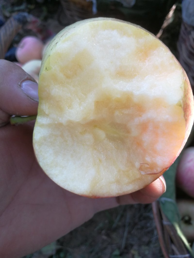 红富士苹果膜袋自己家的保证质量