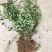 小叶扶芳藤基地直销南北方种植