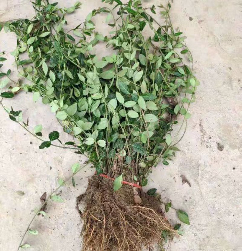 小叶扶芳藤基地直销南北方种植