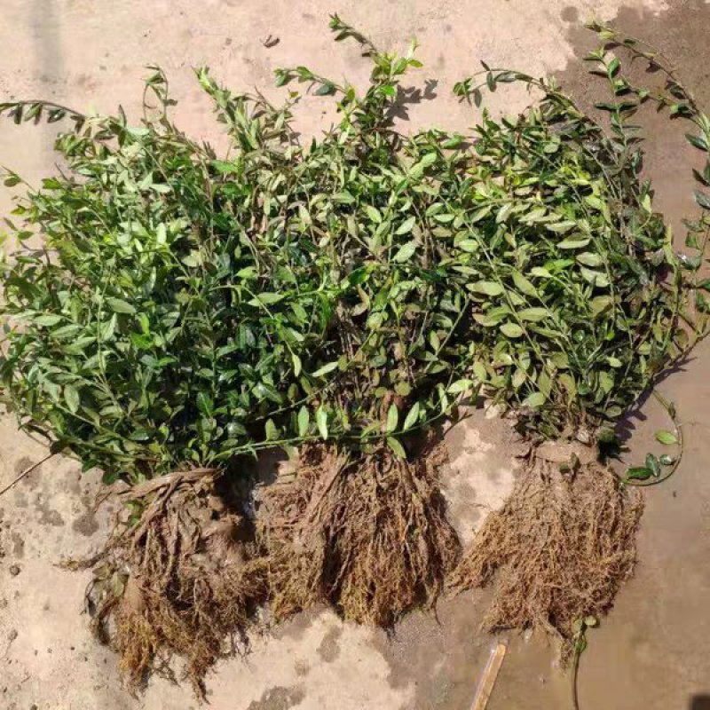 小叶扶芳藤基地直销南北方种植