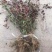 小叶扶芳藤基地直销南北方种植