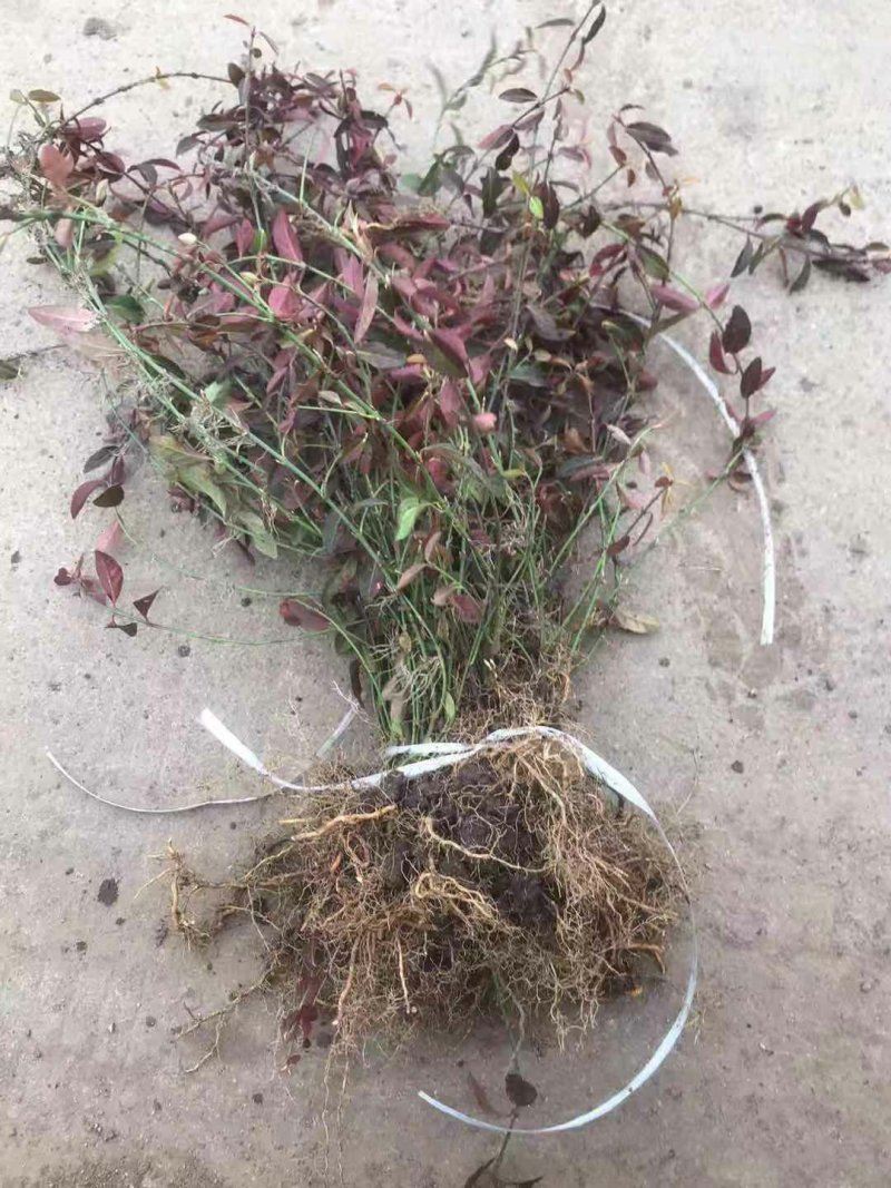 小叶扶芳藤基地直销南北方种植