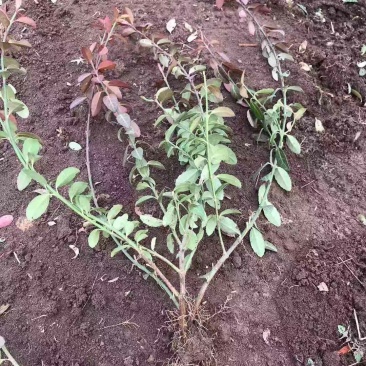 小叶扶芳藤基地直销南北方种植