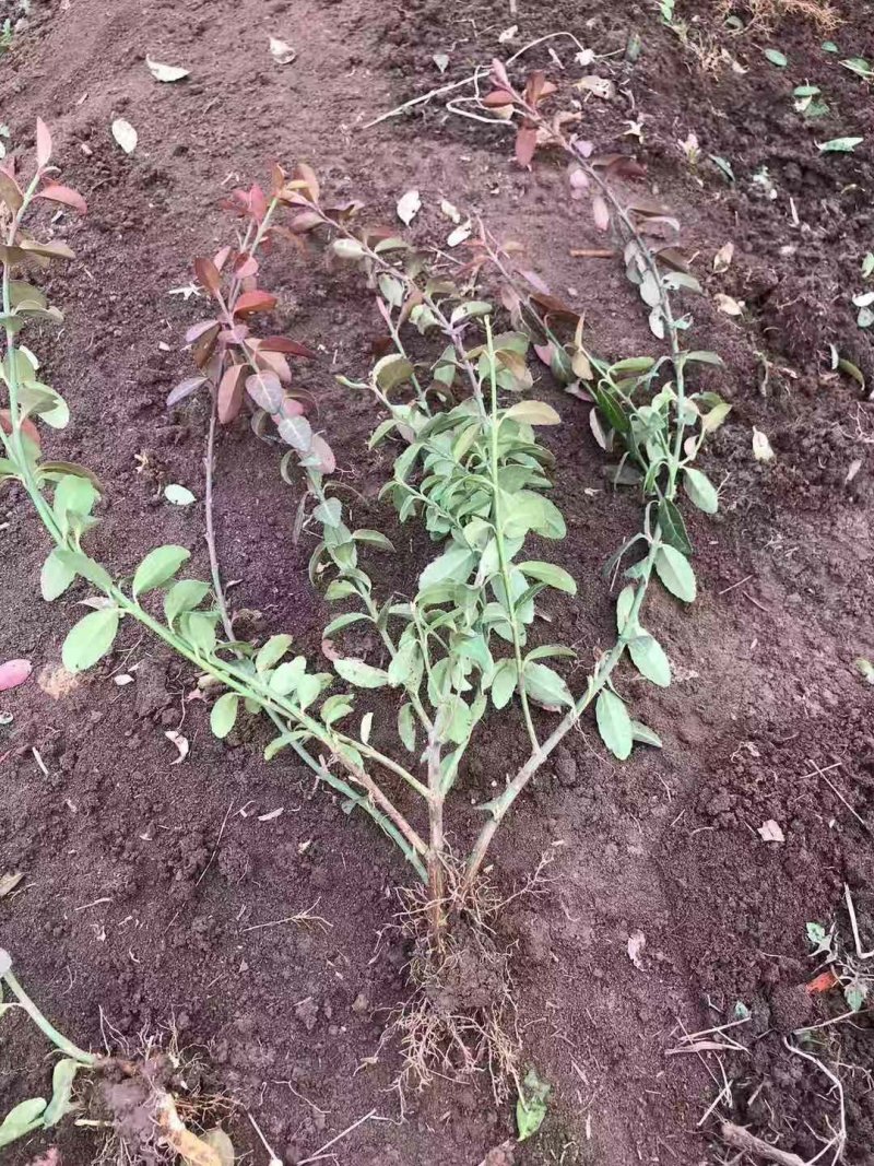 小叶扶芳藤基地直销南北方种植