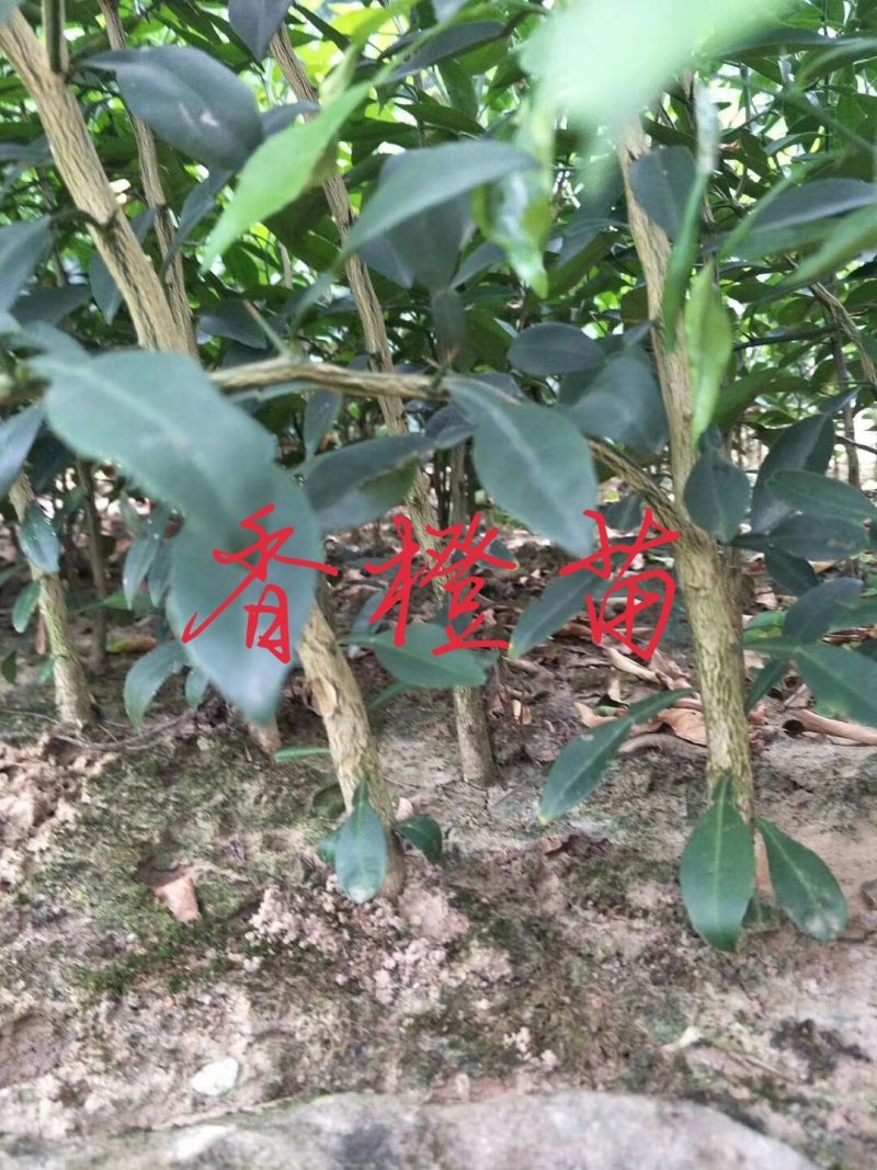 香橙实生苗桩头，嫁接各种柑橘苗