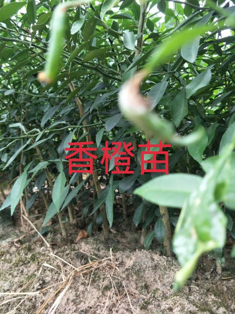 香橙实生苗桩头，嫁接各种柑橘苗