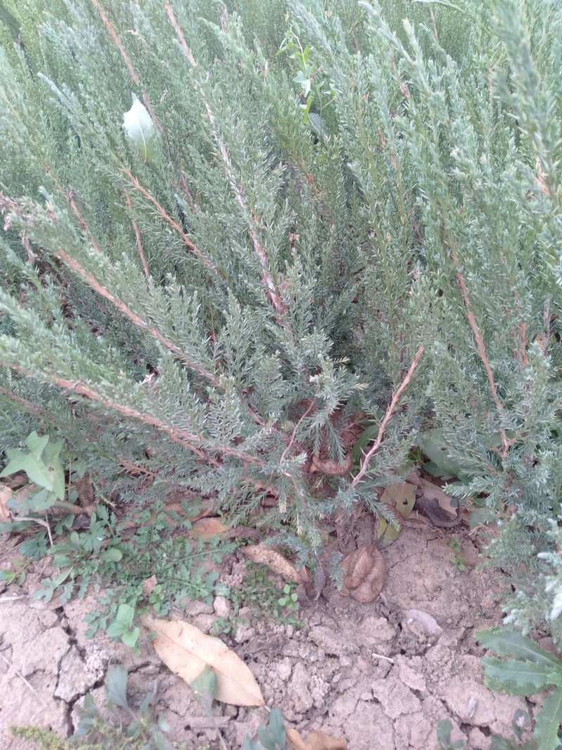 铺地柏基地直销绿化苗木南北方种植