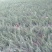 铺地柏基地直销绿化苗木南北方种植