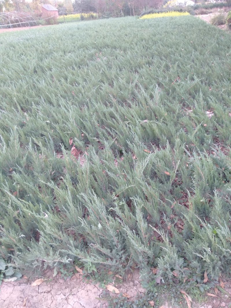 铺地柏基地直销绿化苗木南北方种植