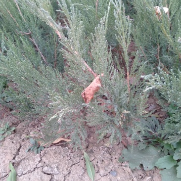 铺地柏基地直销绿化苗木南北方种植