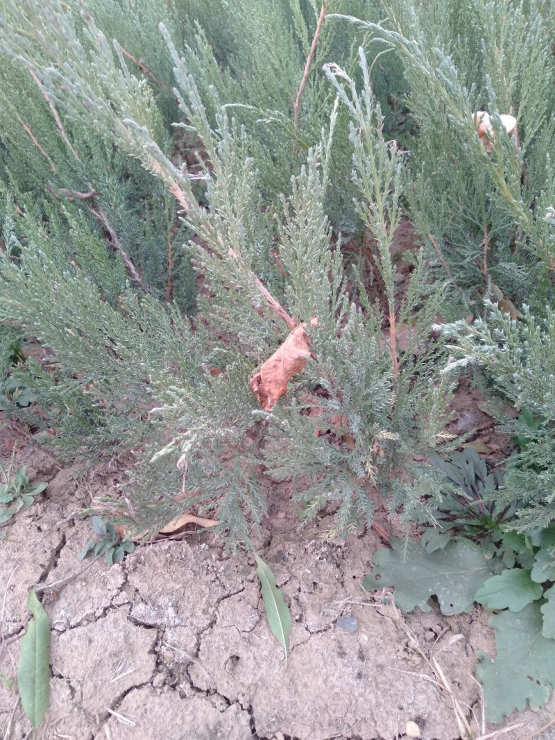 铺地柏基地直销绿化苗木南北方种植