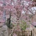 樱花树