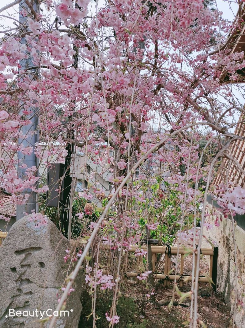 樱花树
