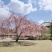 樱花树