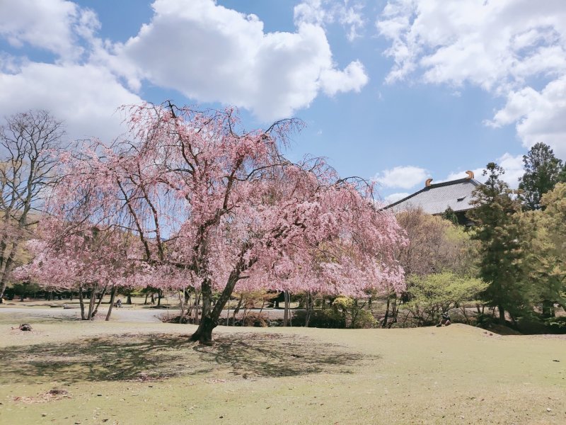 樱花树