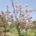 樱花树