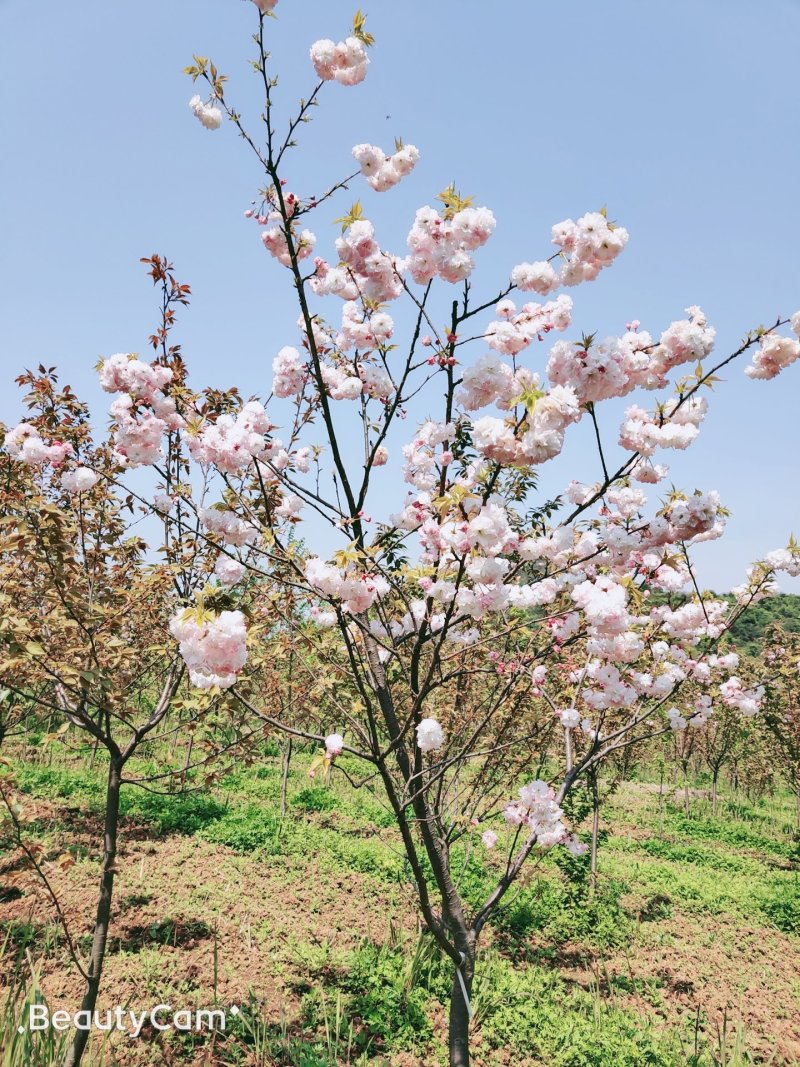 樱花树