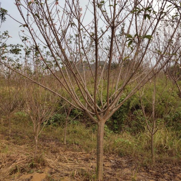 樱花树