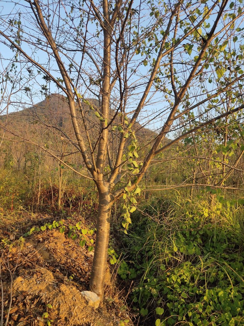 樱花树