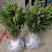 毛鹃苗基地直销绿化苗木销售南北方种植耐寒