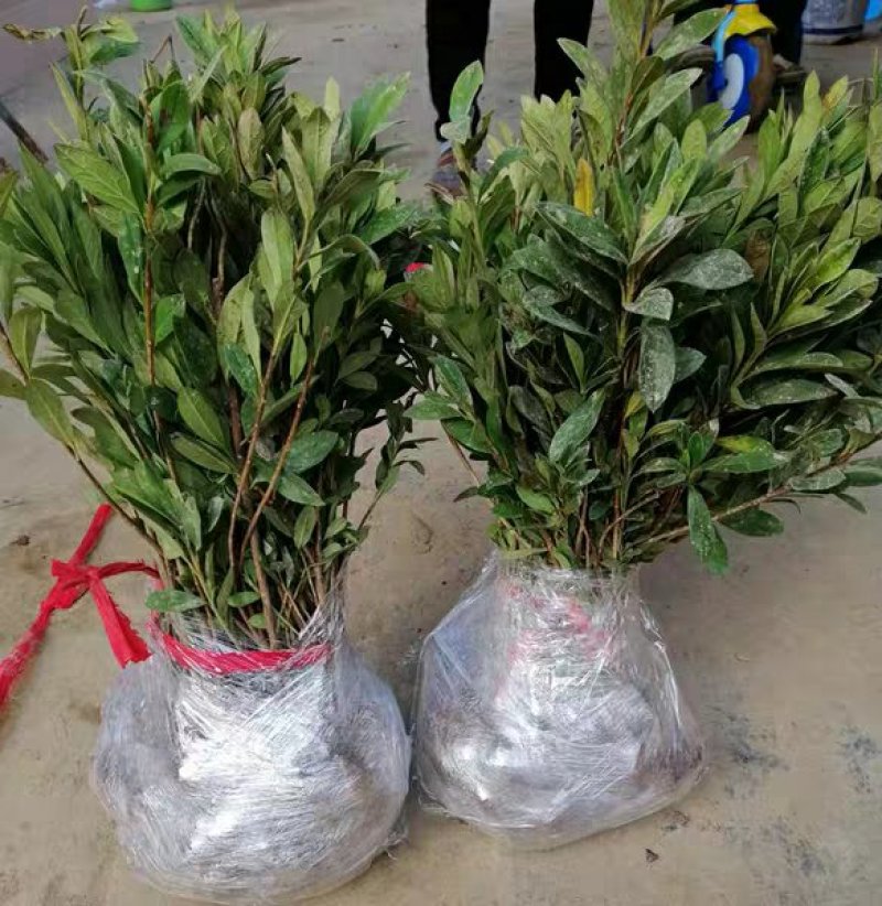 毛鹃苗基地直销绿化苗木销售南北方种植耐寒