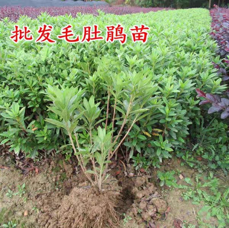 毛鹃苗基地直销绿化苗木销售南北方种植耐寒
