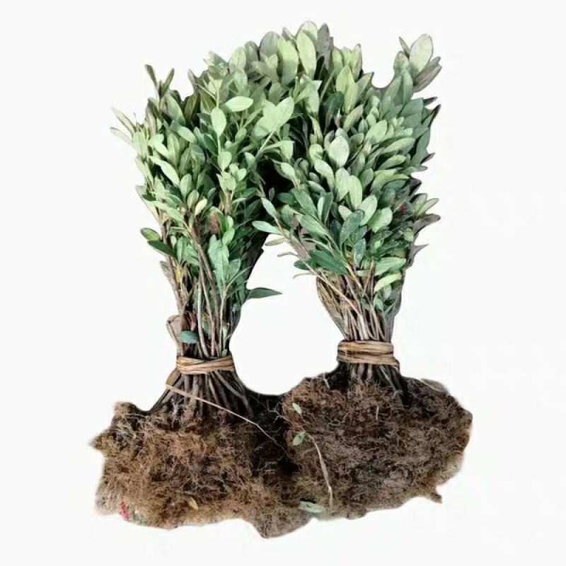 毛鹃苗基地直销绿化苗木销售南北方种植耐寒