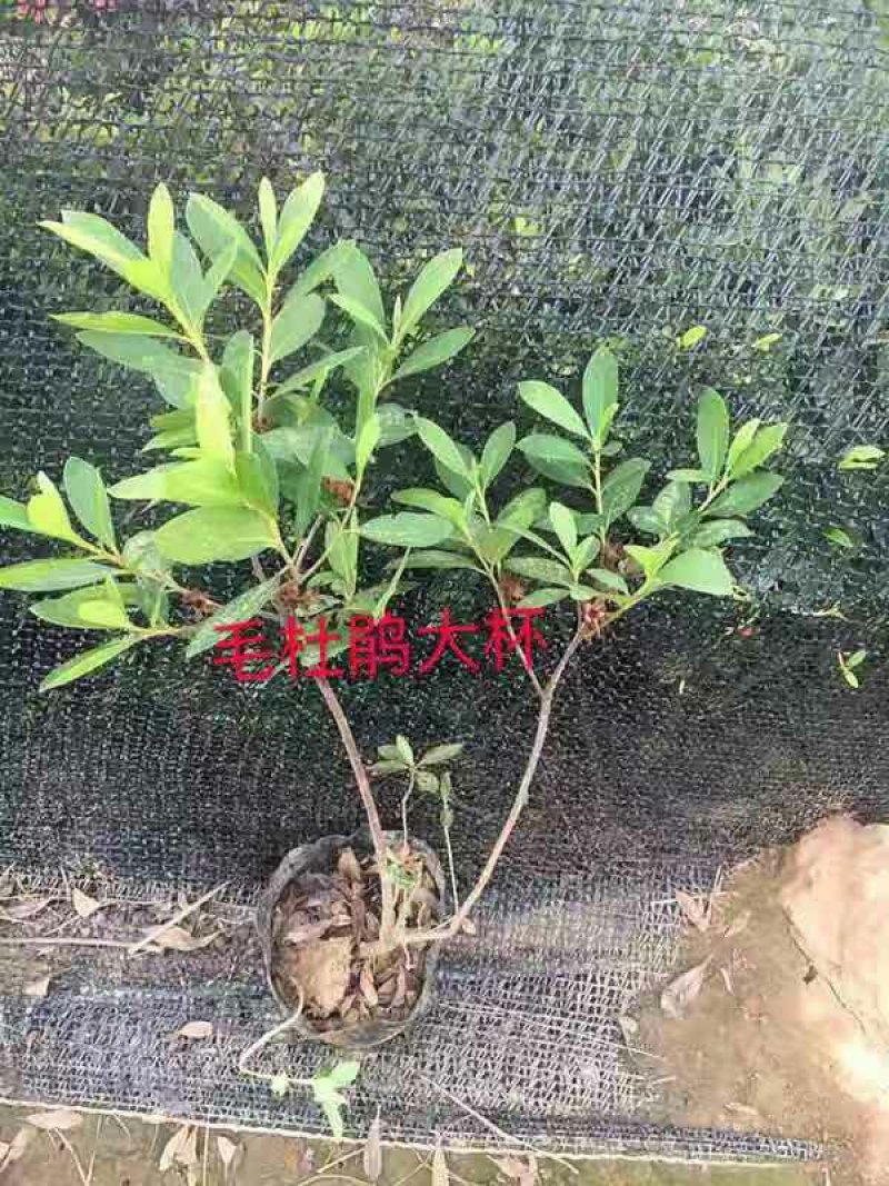 毛鹃苗基地直销绿化苗木销售南北方种植耐寒