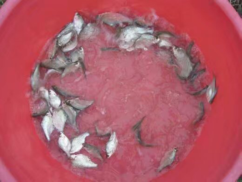淡水白鲳鱼苗淡水红鲳鱼苗+自孵水花（基地直供）