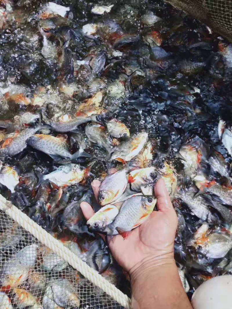 淡水白鲳鱼苗淡水红鲳鱼苗+自孵水花（基地直供）