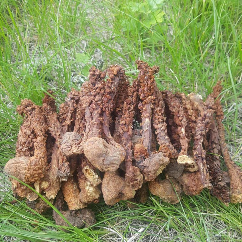 草苁蓉