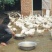 农家饲养大白鹅
