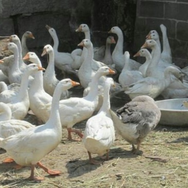 农家饲养大白鹅