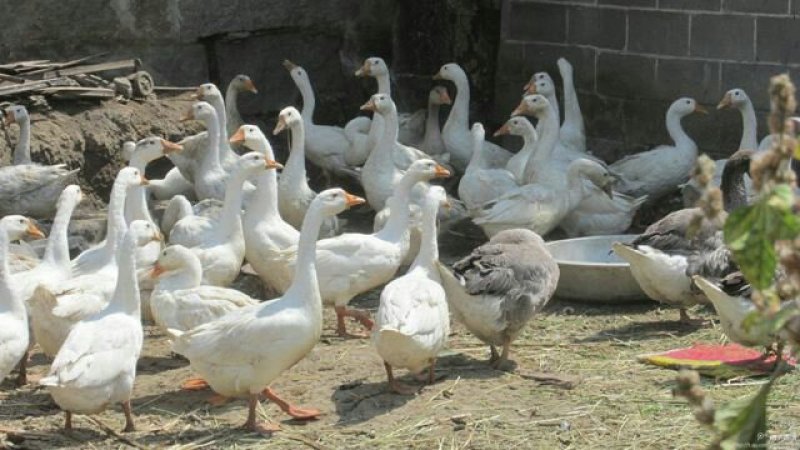 农家饲养大白鹅