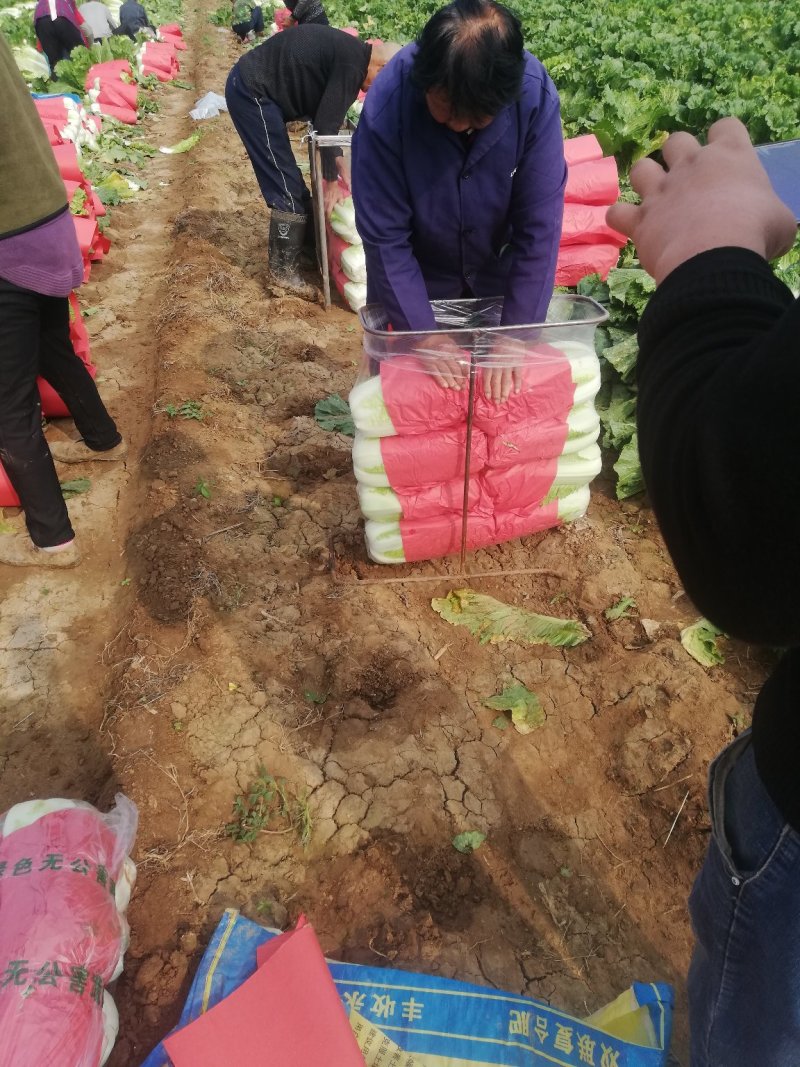 山东北京三号白菜北京新三号大白菜4-6斤净菜供应超市，