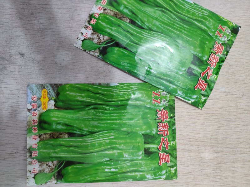 萧新之星大果薄皮辣椒种籽高产泡椒灯笼椒种