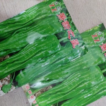 萧新之星大果薄皮辣椒种籽高产泡椒灯笼椒种