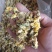 杭白菊茶菊花正品保证实图拍照无理由退货退款