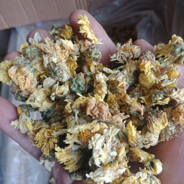 杭白菊茶菊花正品保证实图拍照无理由退货退款