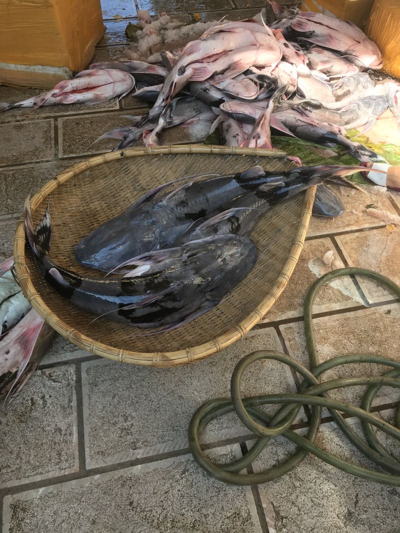 缅甸鲶鱼，棉瓜鱼