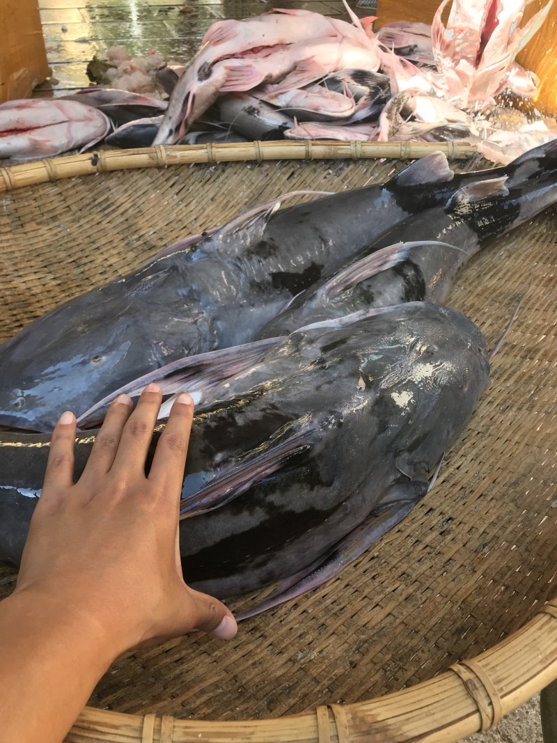 缅甸鲶鱼，棉瓜鱼