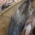 缅甸鲶鱼，棉瓜鱼