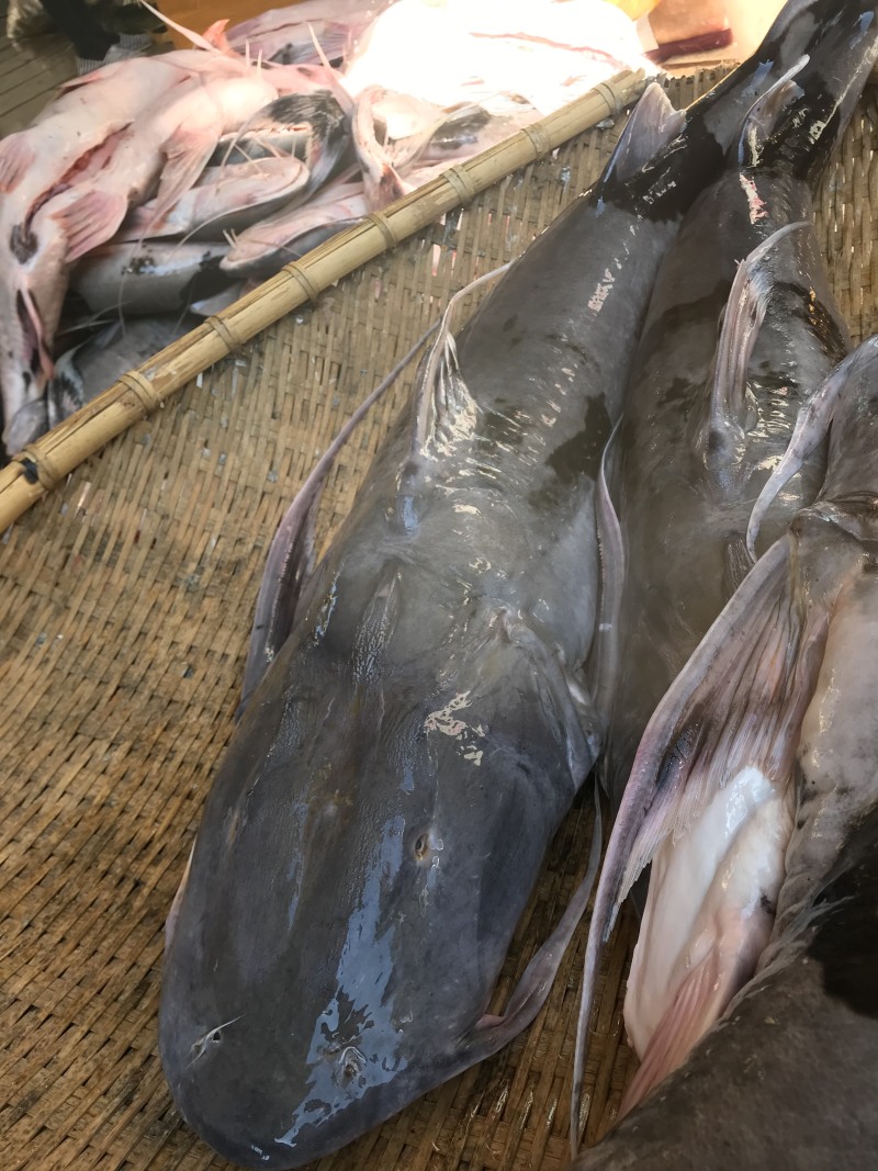 缅甸鲶鱼，棉瓜鱼