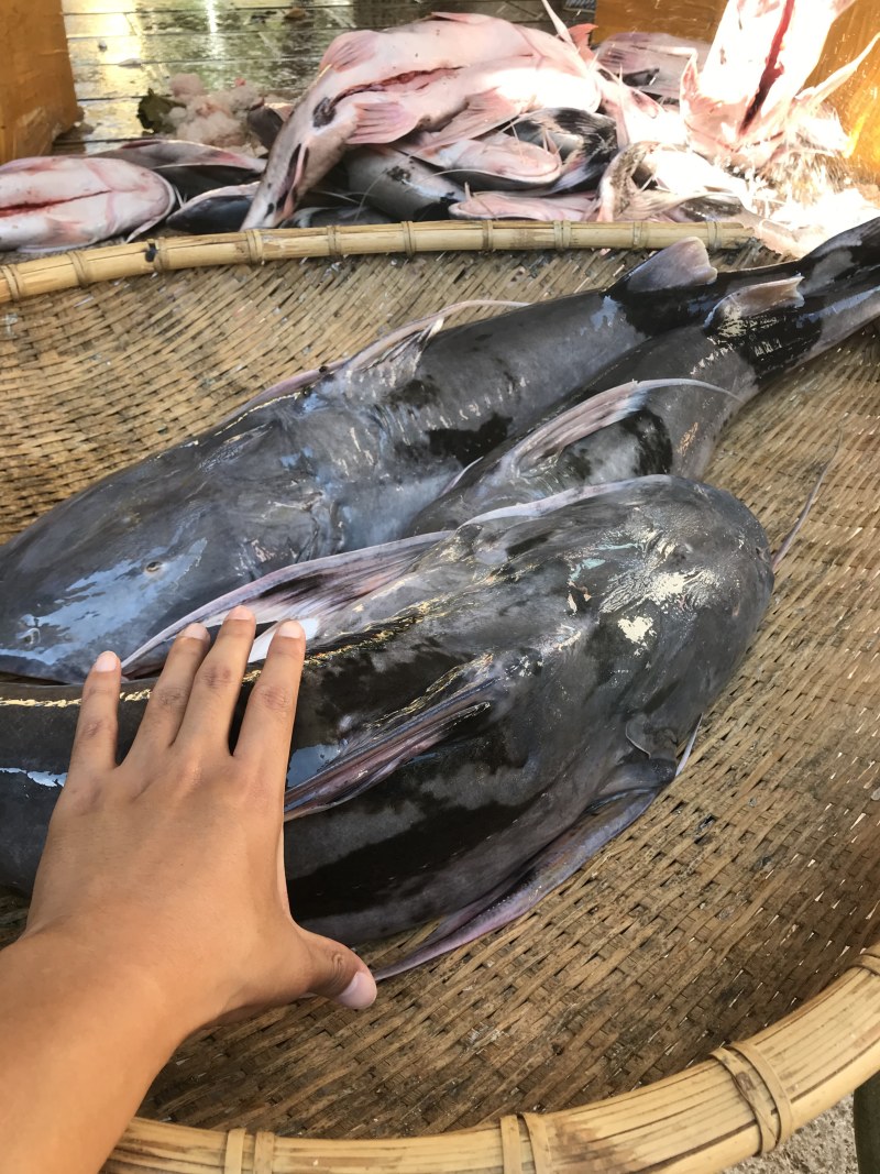 缅甸鲶鱼，棉瓜鱼
