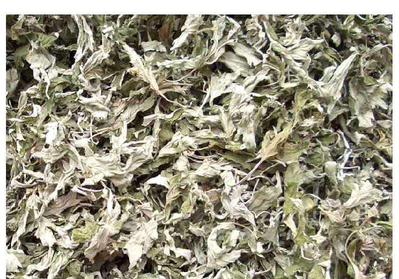 批发艾叶中药材泡脚神器量大从优产地直销一手货源