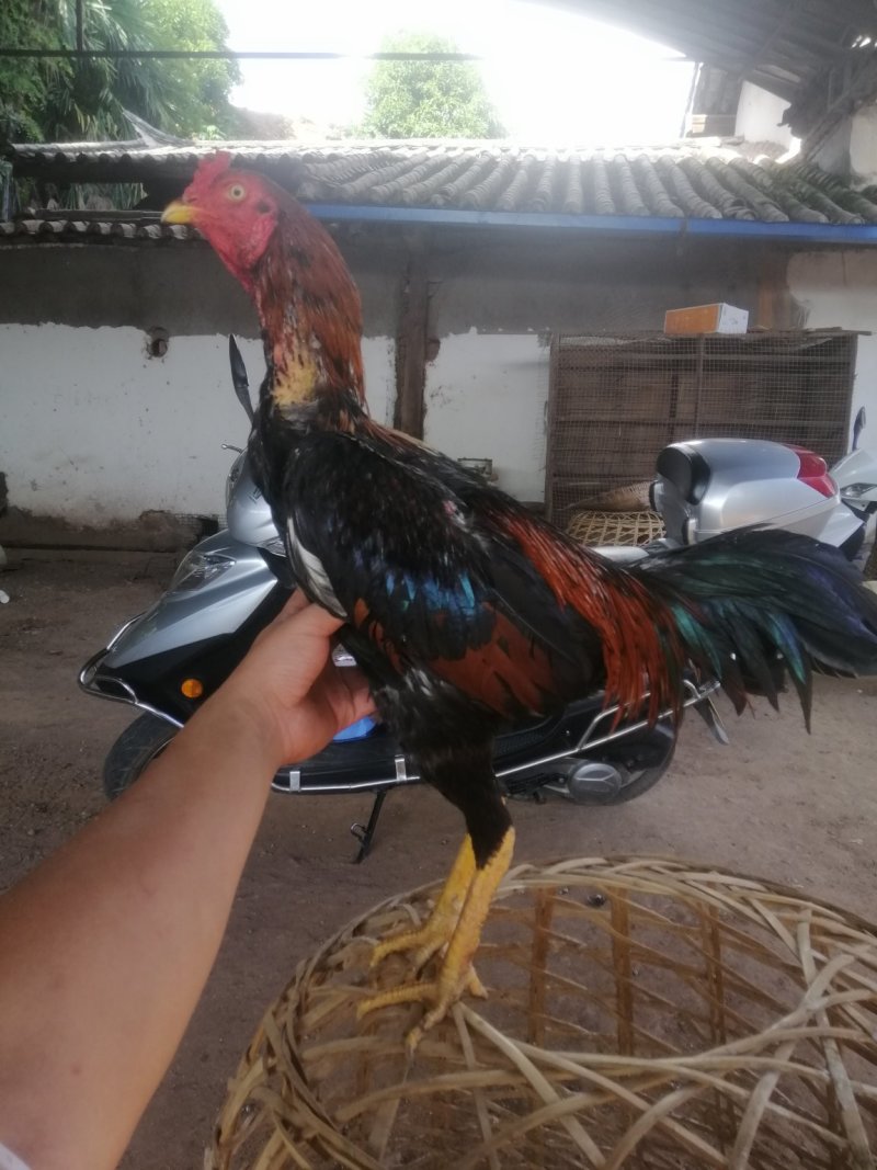 斗鸡